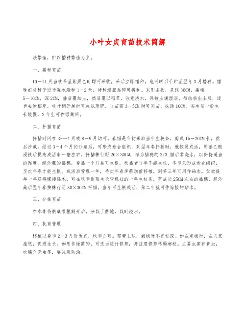 小叶女贞育苗技术简解