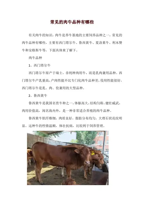 常见的肉牛品种有哪些