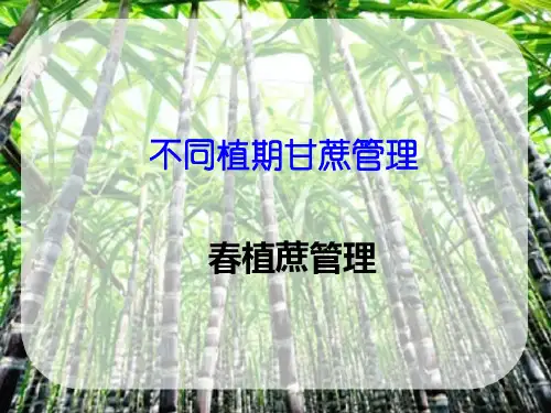 不同植期甘蔗管理要点—春植甘蔗管理要点(甘蔗生产课件)