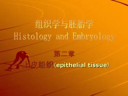 2上皮组织 组织学与胚胎学