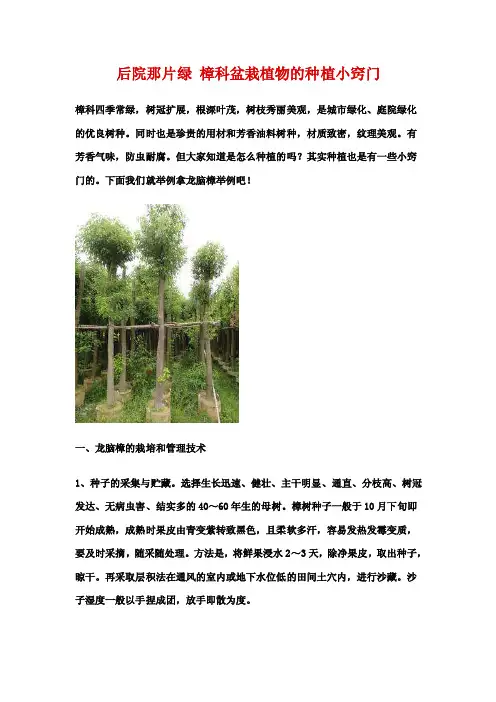 龙脑樟树的种植及栽培技术