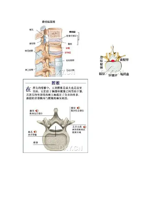 腰椎间盘解剖图
