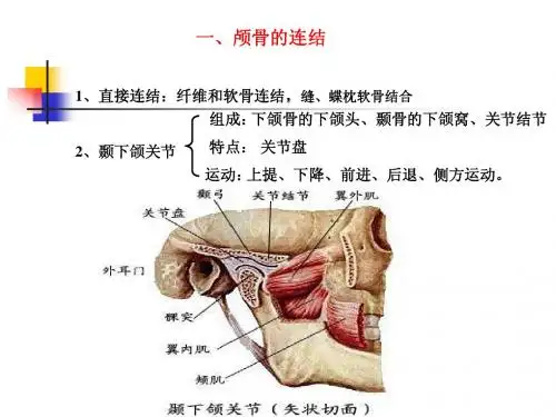 骨连结