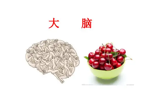大脑结构-解剖学