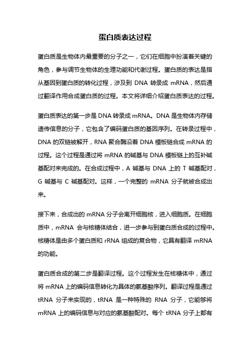 蛋白质表达过程