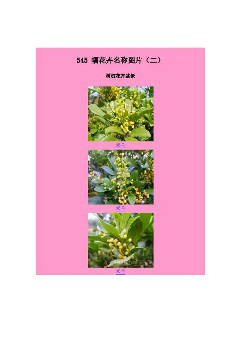 花种名称及图片