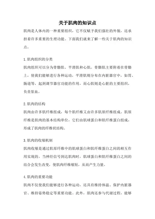 关于肌肉的知识点