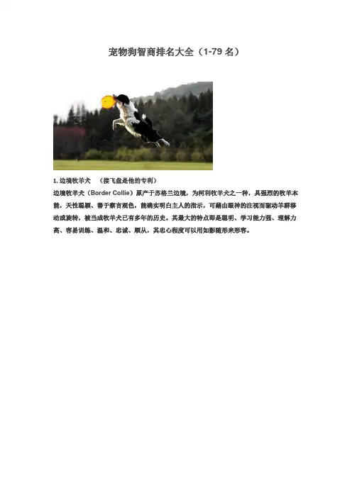 宠物狗智商排名大全(1-79名)