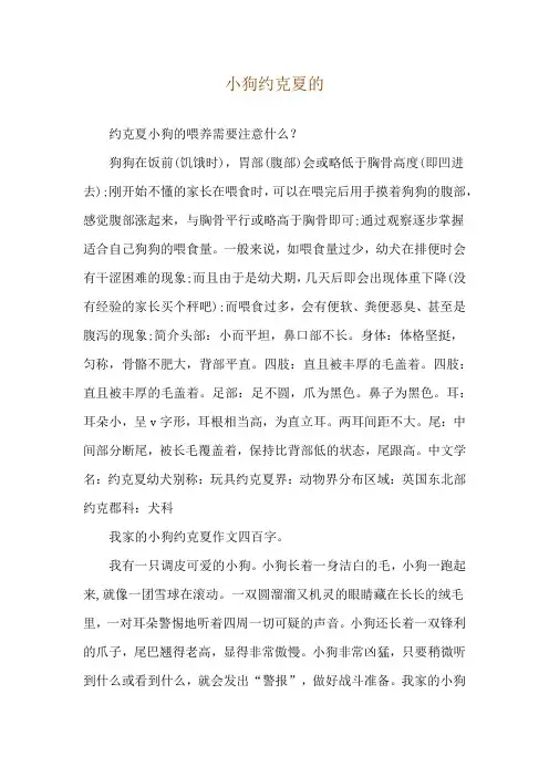 小狗约克夏的