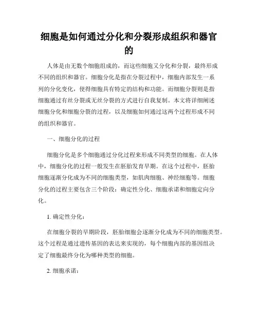 细胞是如何通过分化和分裂形成组织和器官的