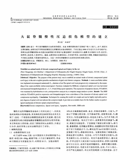 大鼠脊髓慢性压迫损伤模型的建立