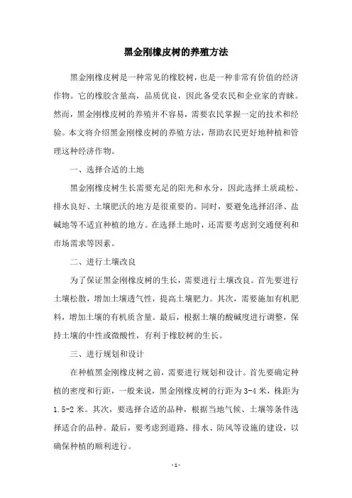 黑金刚橡皮树的养殖方法