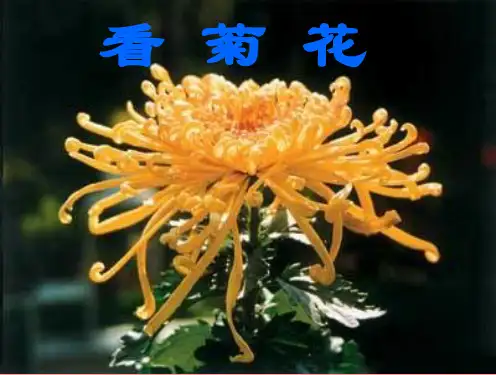 8看菊花(较好)