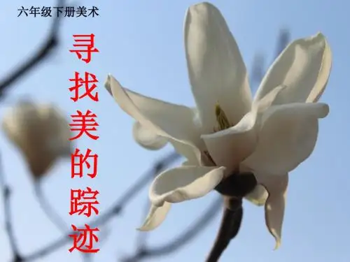 《寻找美的踪迹》课件