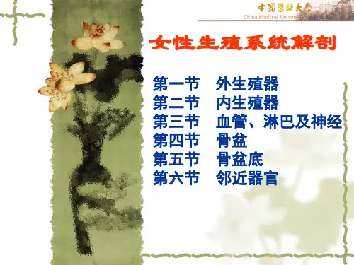 女性生殖系统解剖图