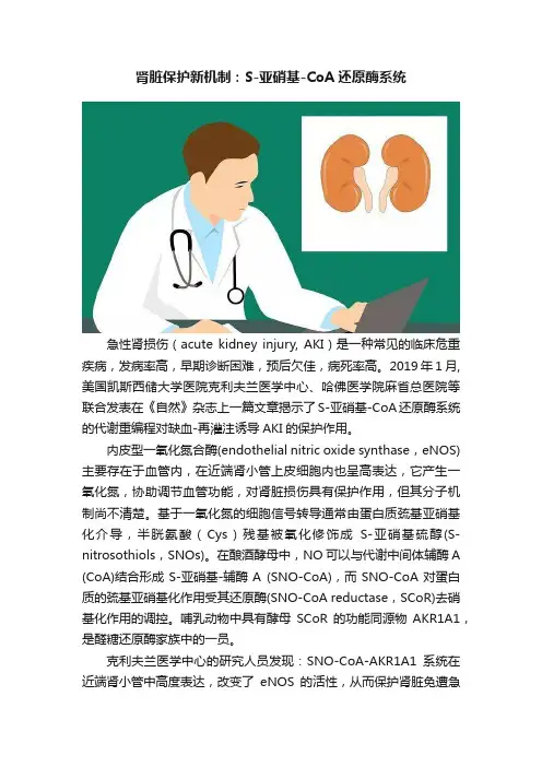 肾脏保护新机制：S-亚硝基-CoA还原酶系统
