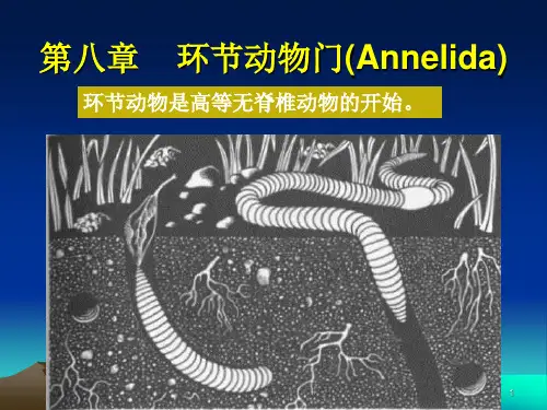 第八章 环节动物纲