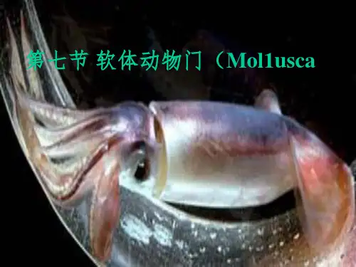 动物生物学完整14(西北大学)ppt课件