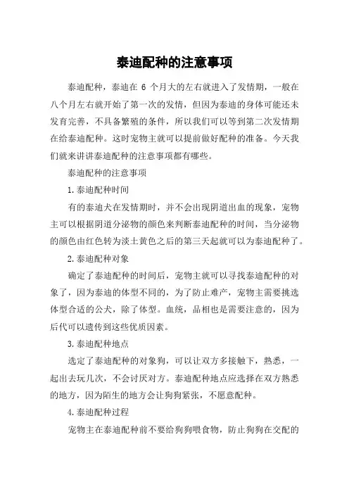 泰迪配种的注意事项