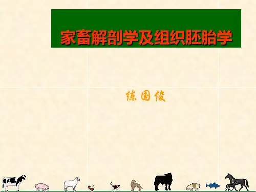 动物解剖PPT课件