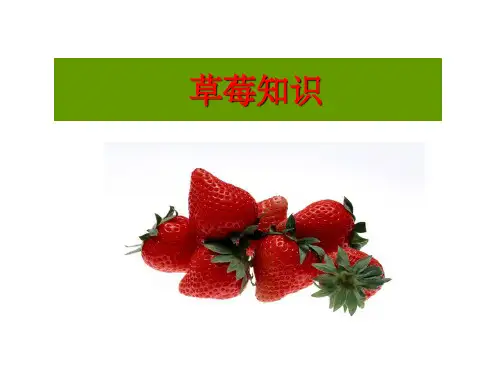 草莓形态结构详解