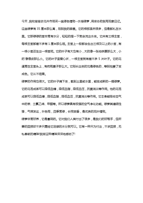 写绿萝的观察日记