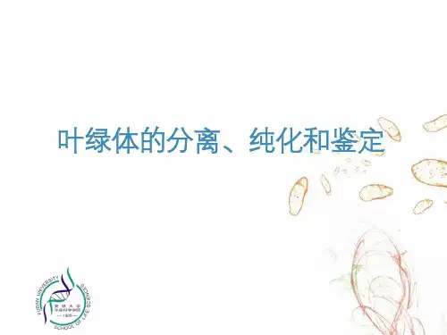 叶绿体的分离、纯化和鉴定.pdf