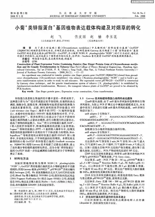 小菊‘类锌指蛋白’基因植物表达载体构建及对烟草的转化