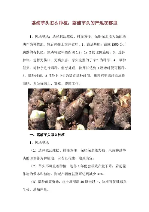 荔浦芋头怎么种植,荔浦芋头的产地在哪里