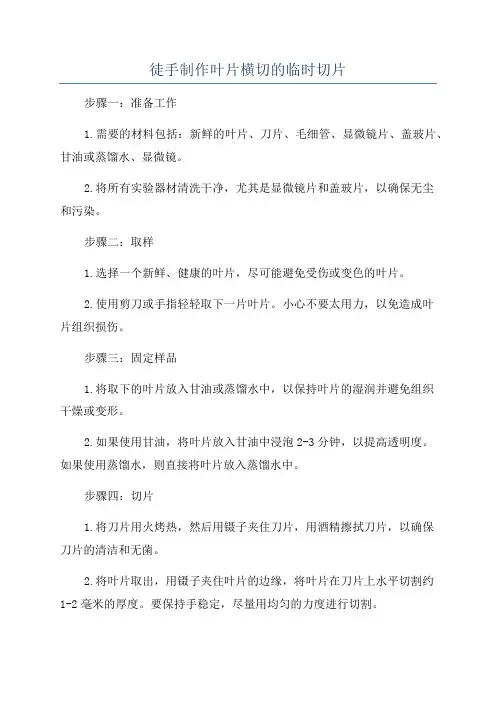 徒手制作叶片横切的临时切片