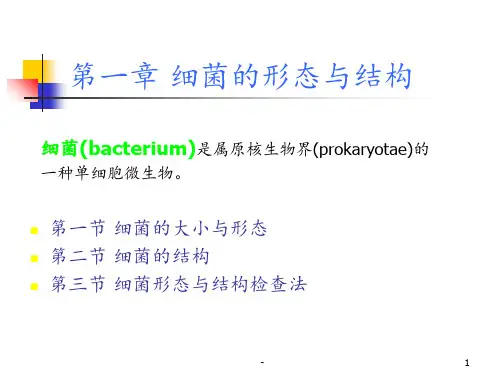 细菌形态结构特点ppt课件