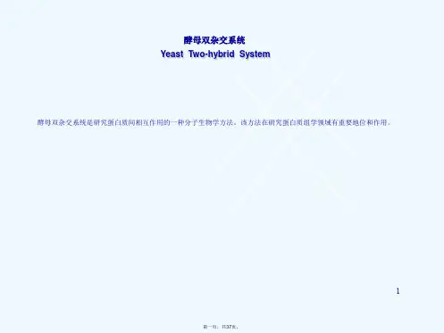 酵母双杂交