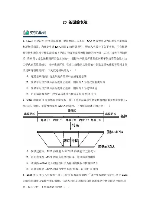 人教版2024年高考一轮复习生物《20 基因的表达》分层训练