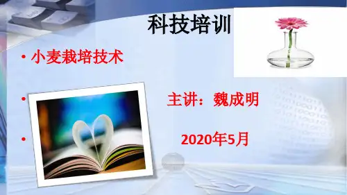 6.2小麦栽培技术