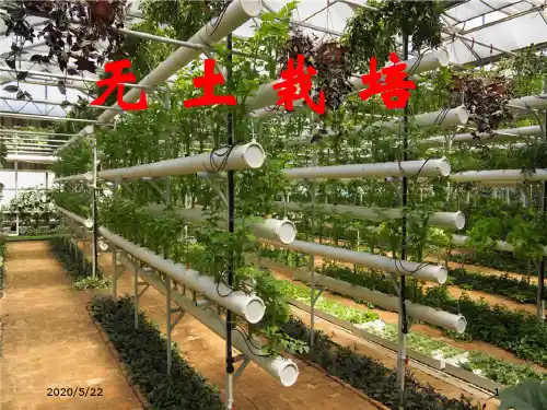 无土栽培