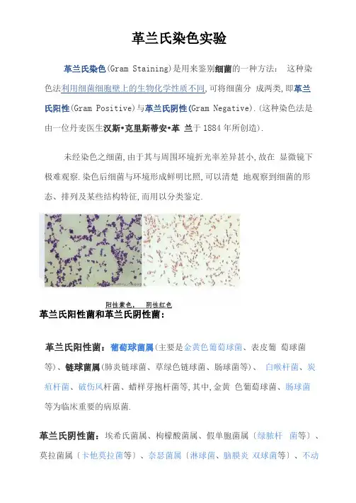 革兰氏染色试验