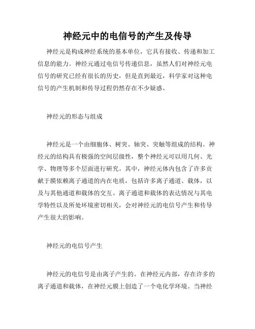 神经元中的电信号的产生及传导