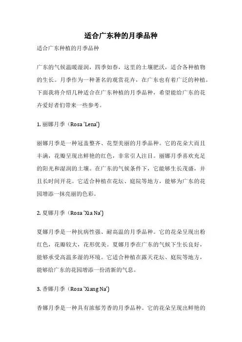 适合广东种的月季品种