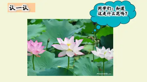 部编版小学三年级语文下册《荷花》教学课件