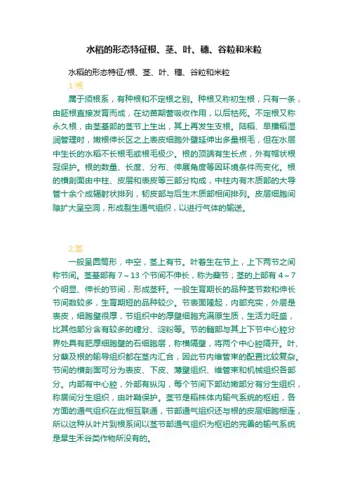 水稻的形态特征根、茎、叶、穗、谷粒和米粒
