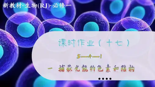高中生物学必修1课时作业(十七)