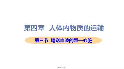 新人教版七年级下册初中生物 第二课时 血液循环的途径 教学课件