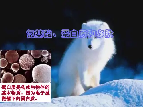 高中化学《氨基酸》课件