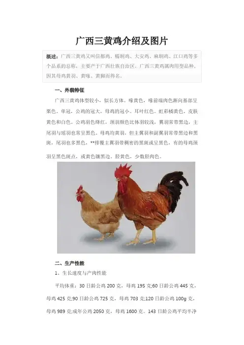 广西三黄鸡介绍及图片