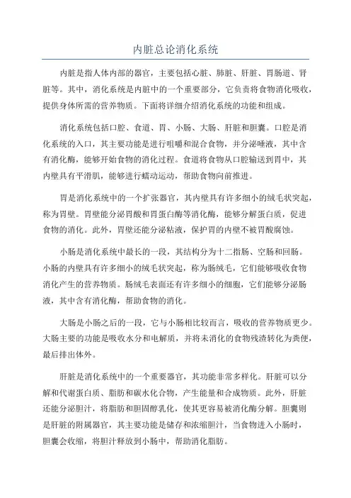 内脏总论消化系统