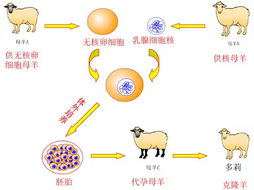 人教版_ 七年级上册_ 第二单元科学·技术·社会 克隆哺乳动物(16张PPT)(共16张PPT)
