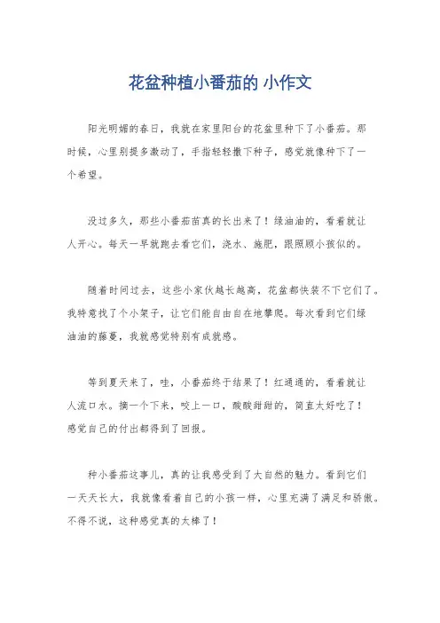 花盆种植小番茄的 小作文