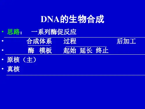 DNA的生物合成复制ppt课件