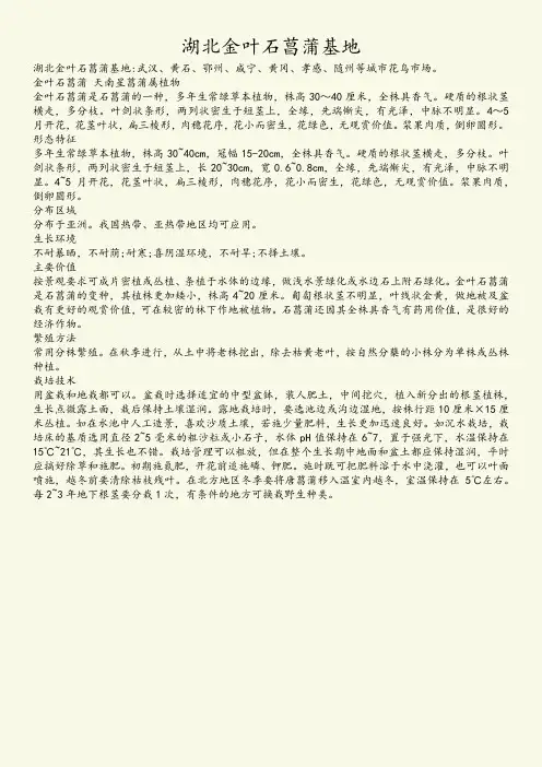 湖北金叶石菖蒲基地