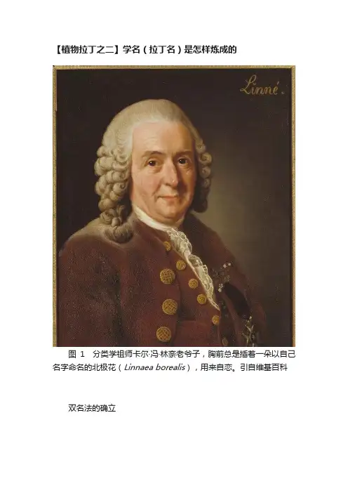 【植物拉丁之二】学名（拉丁名）是怎样炼成的